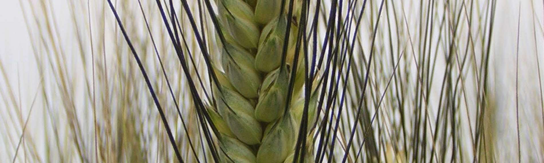 Cereals > Durum wheat - Latinur